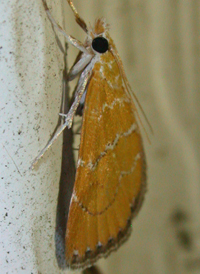 Xanthophysa Moth